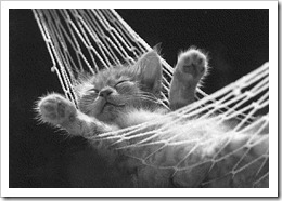 kitty in hammock